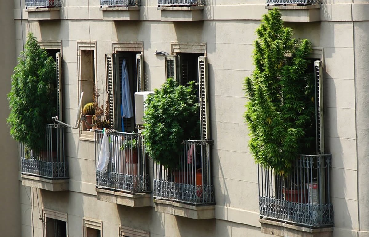 Varandas de apartamentos com plantas verdes altas em plena luz do dia