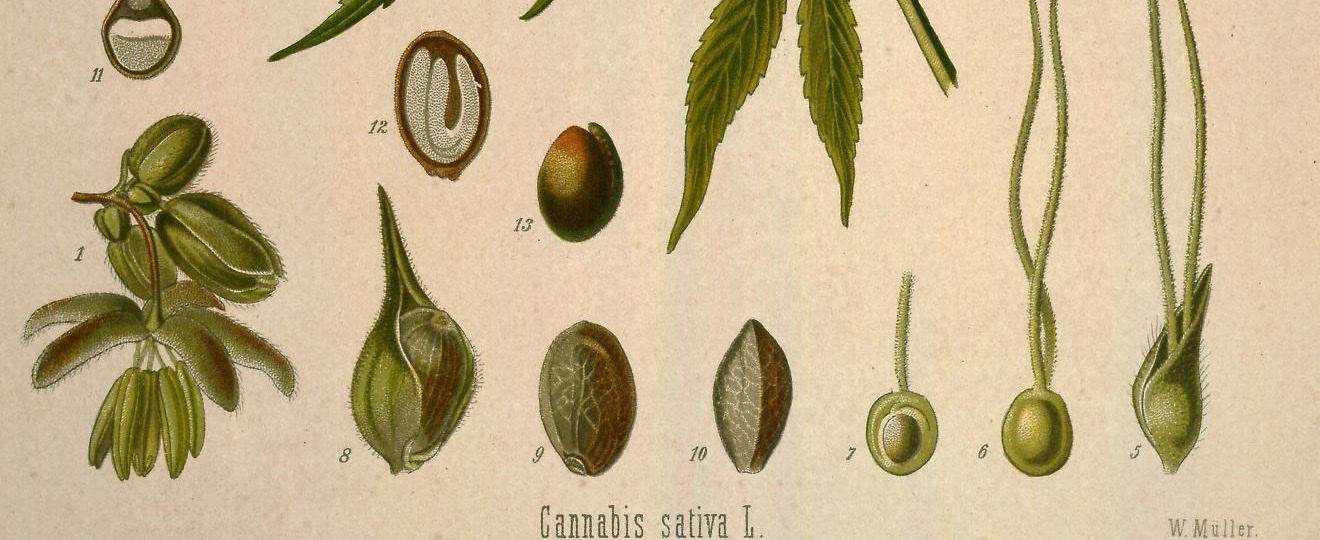 Sementes de cânhamo e cortes de sementes desenhados em Medizinal-Pflanzen de Köhler, 1887