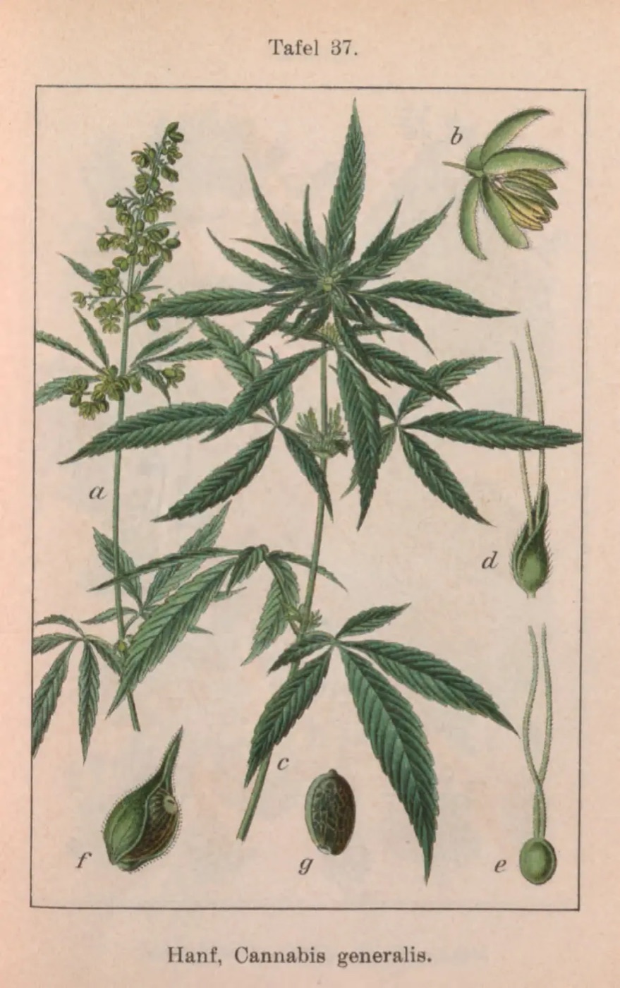 Prancha botânica colorida à mão de uma planta de cânhamo com sementes, de Flora von Deutschland de Sturm, 1796